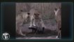 Honey Badger defends itself from 6 Lions attacking in the same time!
