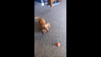 Un teckel adorable joue avec son maitre... Mauvais lancé!