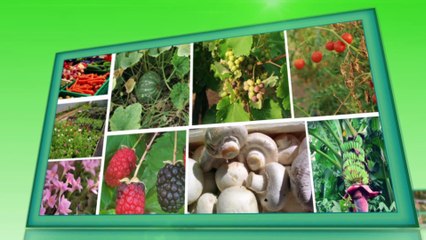 Vegetable Seed Production