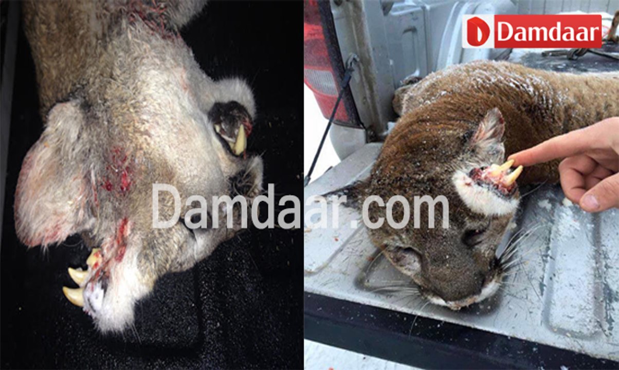 Mountain Lion Found With Teeth Growing Out Of Its Head