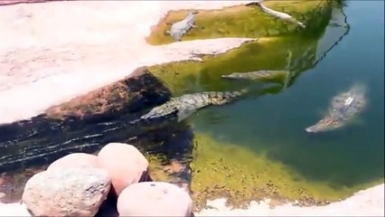 Un crocodile fait du toboggan...