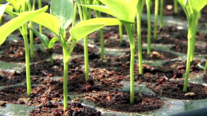 Vegetable Nursery Raising