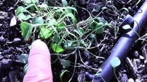 Best Garden Vegetables to Grow in Winter that Survive Frost Deer Hunting Food Plots