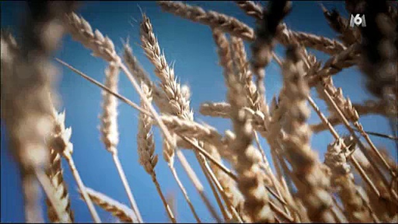 Voici le nouveau générique de "L'amour est dans le pré" qui lançait sa 11ème saison hier sur M6 ! Regardez