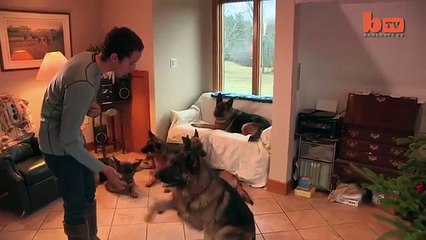 Dog Whisperer- Trainer Walks Pack Of Dogs Without A Leash