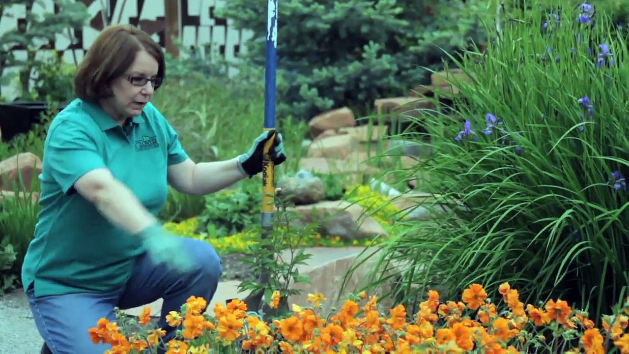 Japanese Tree Peonies in Winter: Hakozaki Shrine Flower Garden