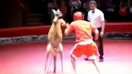 Never Take panga with Animals-Sham Idress Videos Zaid Ali Videos