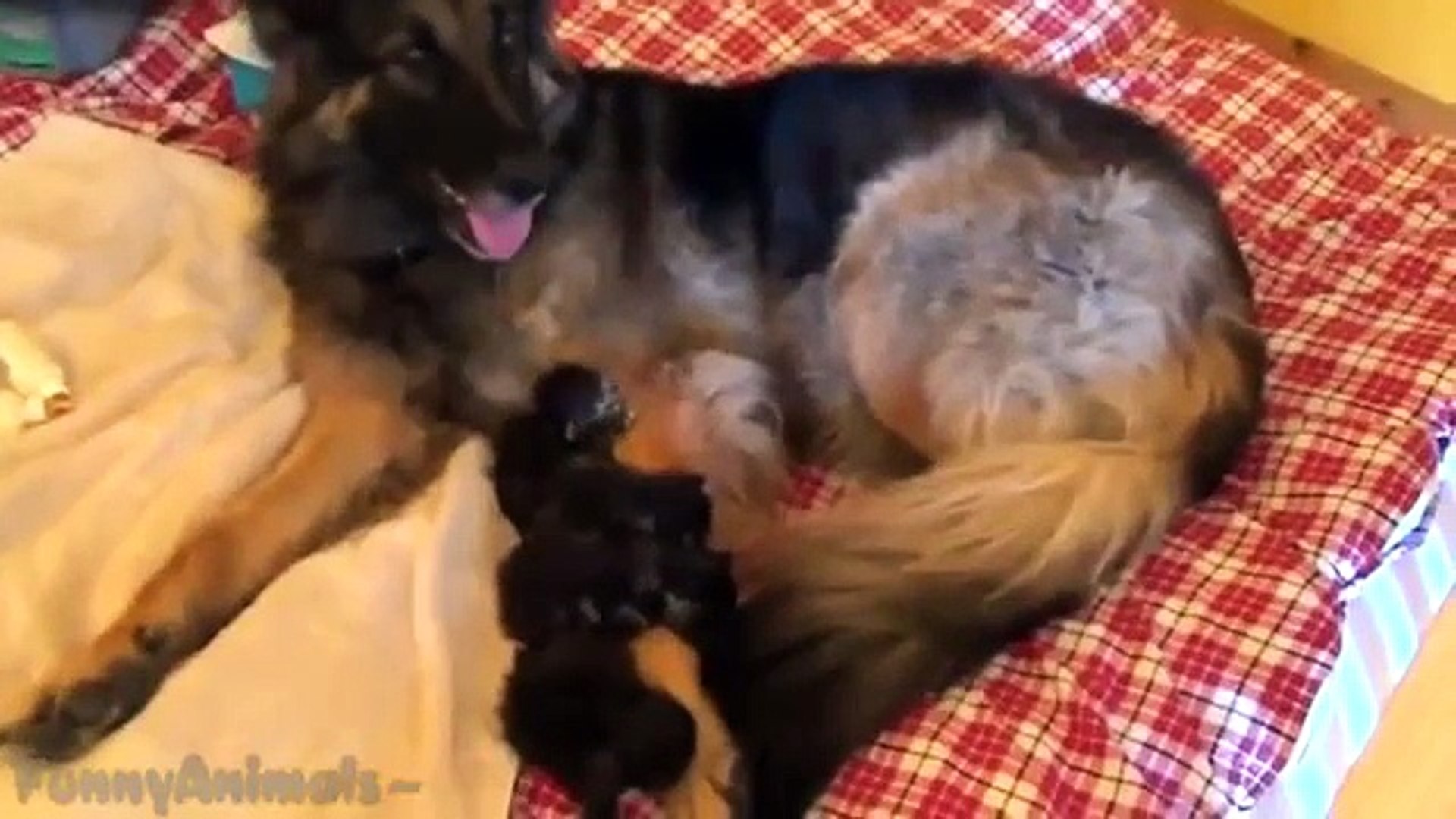 ⁣Funny Animals Adopt Other Animals Compilation