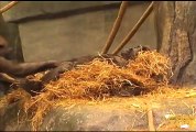 Gorillas at Ape Awareness Month at Brookfield Zoo