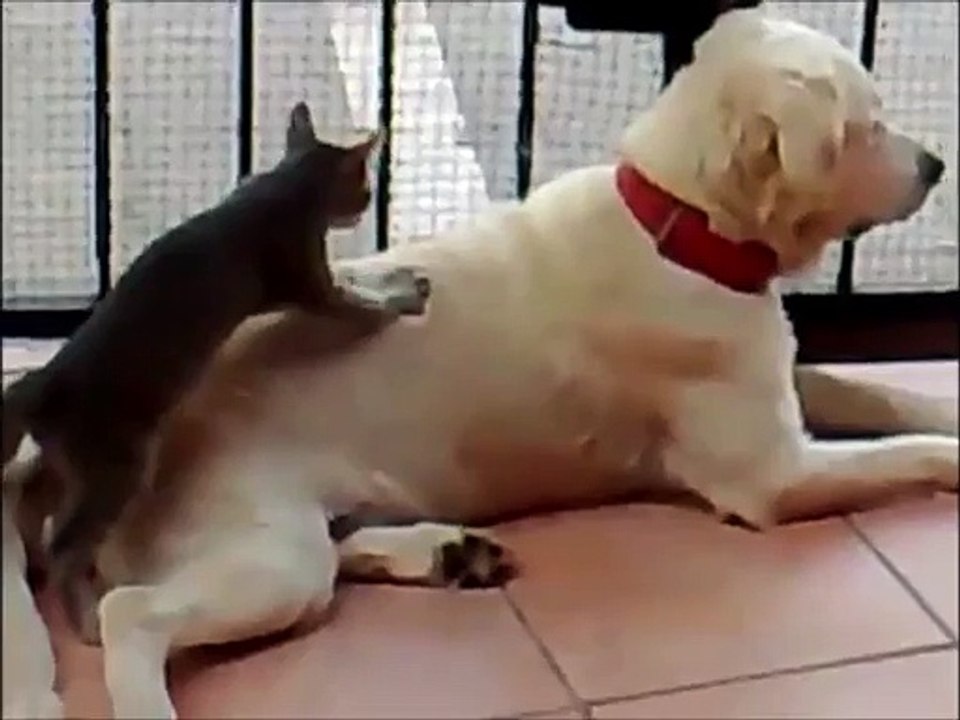 Cat massaging dog, very funny!!!