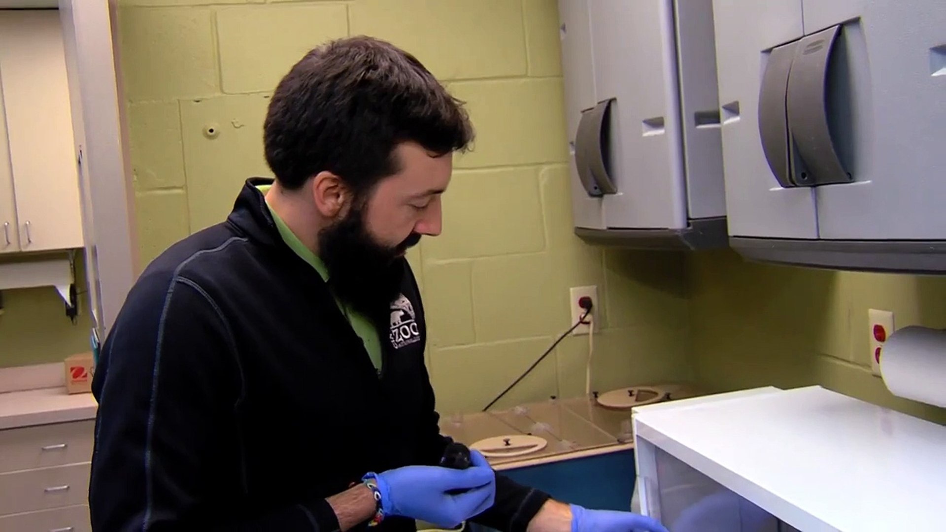 Buzz Le Zoo De Cincinnati Prenomme Un Bebe Manchot Bowie Video Dailymotion