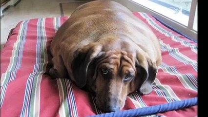 World's Fattest Dogs (Top 5!!!)-kirancollections