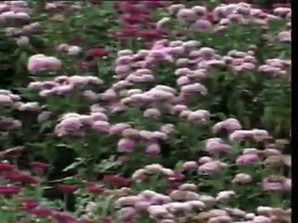 儿童教育歌剧-骄傲的大公鸡&小青蛙找朋友(Official)