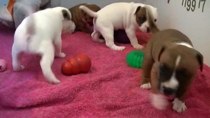 36ème vidéo Chut... ! On tourne à STAFFORDLAND