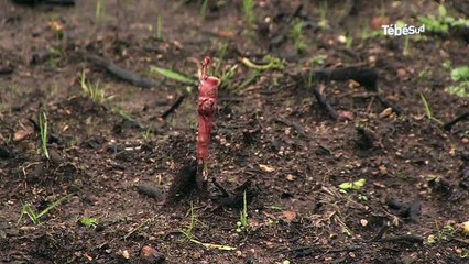 Treffiagat (29). L'aventure du vin breton démarre