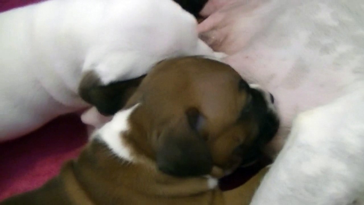 37ème vidéo La tétée avec les chiots staffies de  STAFFORDLAND