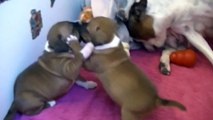 38ème vidéo Chiot femelle de la 23ème portée de STAFFORDLAND