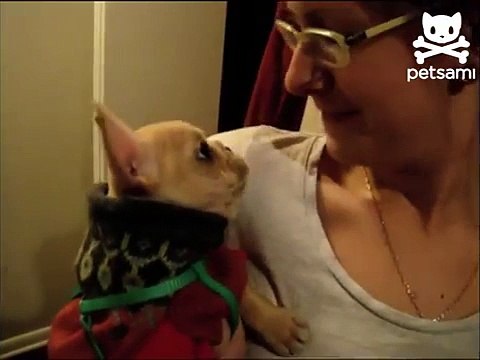 Dice al cane Ti amo ma certo non si aspettava che lui rispondesse così