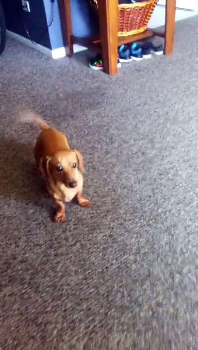 Un chien très adroit joue à la balle