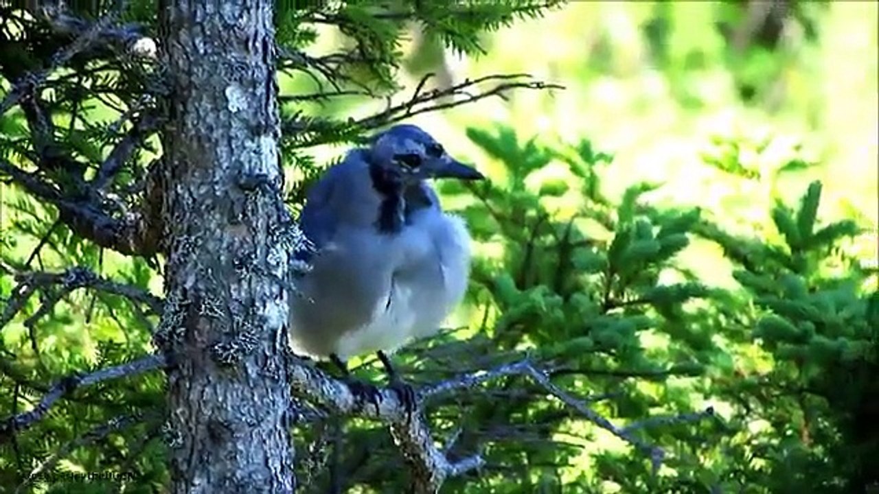The Blue Jay - Episode 6 - The Molt - Watch in HD