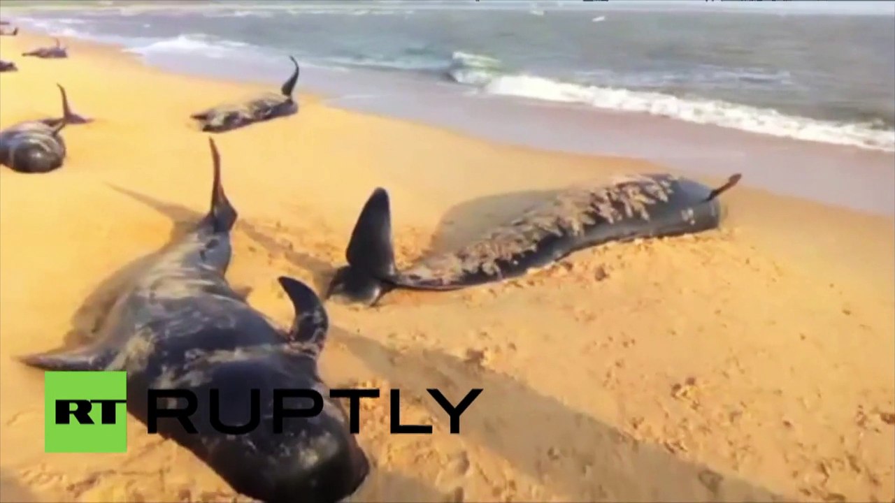 Inde : des dizaines de baleines échouées meurent sur la côte du Tamil Nadu