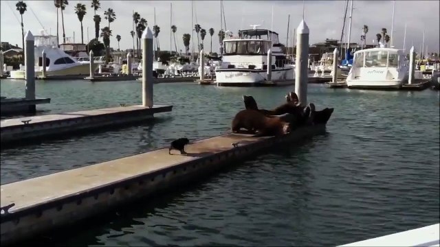 Un petit chien attaque 5 otaries sur un ponton