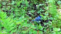 The Blue Jay- Ep 2 - Blue Jays aren't Blue - Short Documentary - Relax and Enjoy Nature