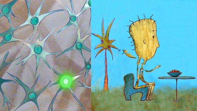 Les neurones miroirs