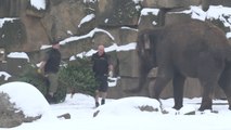 Elefantes comem as árvores de Natal dos berlinenses