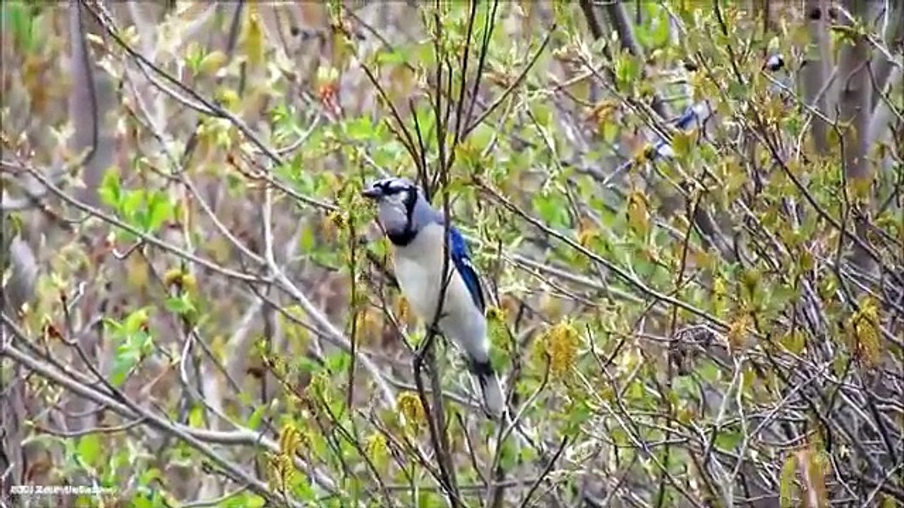 The blue Jay Ep. 4 - Spring Calls & Courting - Short Documentary