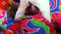 FUNNY VIDEOS_ Funny Cats - Funny Cat Videos - Funny Animals - Funny Fails - Funny Cats Sleeping