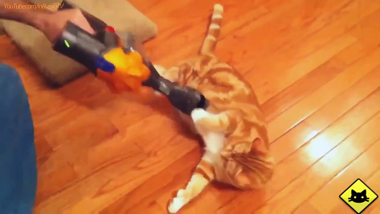FUNNY VIDEOS_ Funny Cats - Funny Cat Videos - Funny Animals - Fail Compilation - Cats Love Vacuums