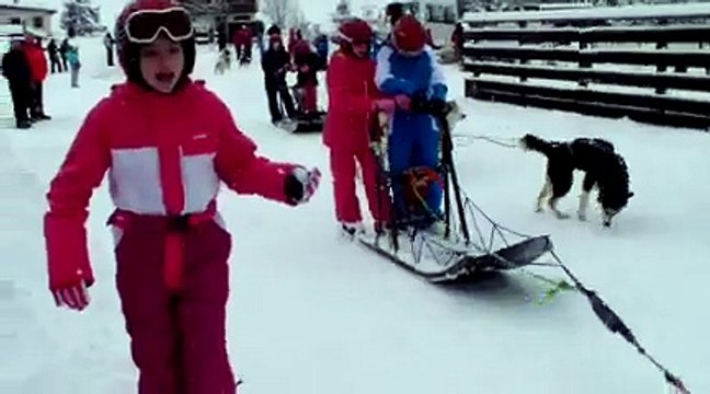 Les chiens de traîneau 2