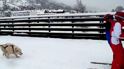 Les chiens de traîneau 3