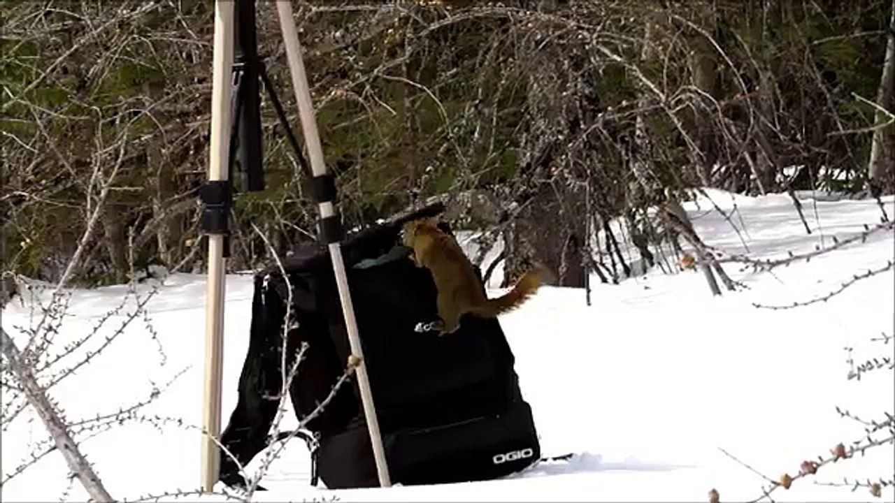 Squirrel Antics - Friday Fun Video