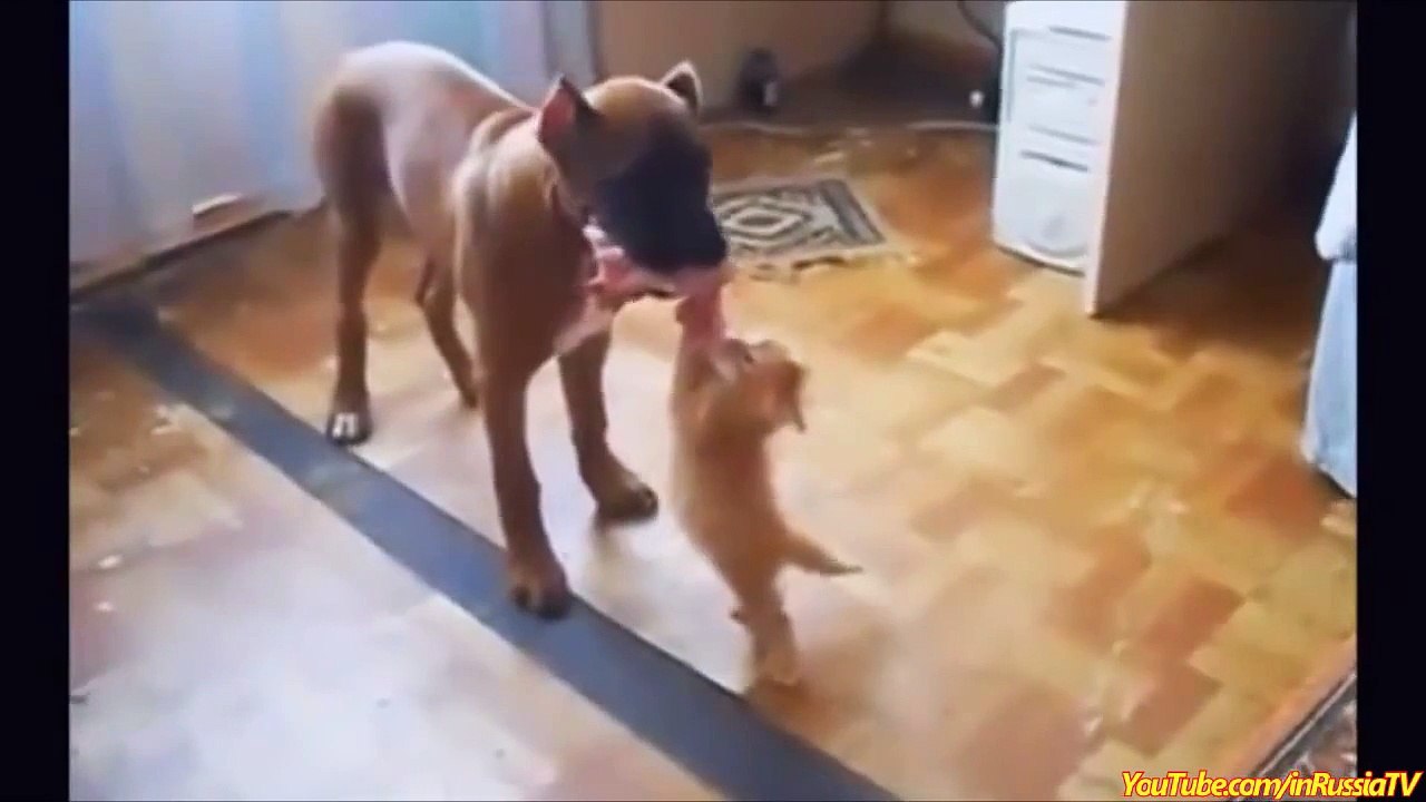 FUNNY VIDEOS_ Funny Cats - Funny Cat Videos - Funny Animals - Cats Funny Videos 2016 #5