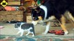 FUNNY VIDEOS_ Funny Cats - Funny Dogs - Dogs Love Kittens - Funny Animals - Funny Cat Videos