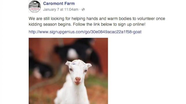 Farm needs volunteers to snuggle with baby goats this winter