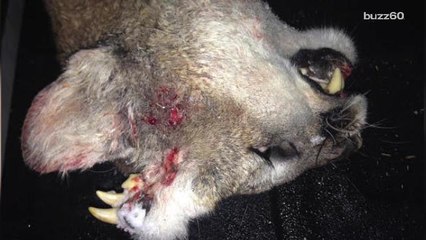 Mountain lion with teeth growing out of its head stumps scientists