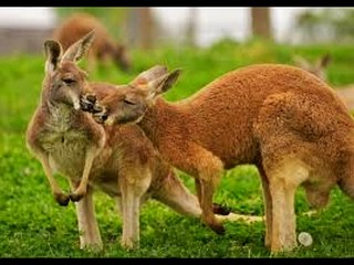 DANÇA DO CANGURU BY FLAVINHO DJ PIPOS RECORD