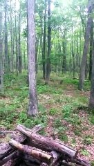 99.9% REAL BIGFOOT FOOTAGE