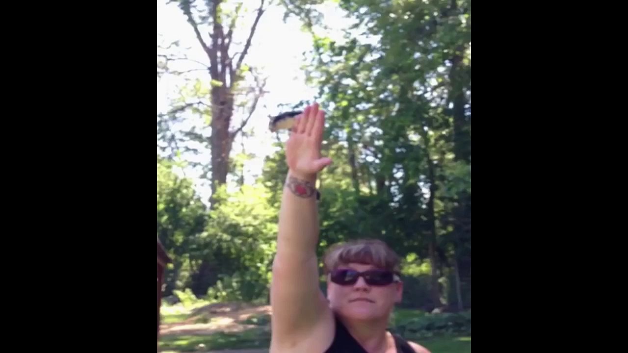 Sugar Glider Flies into Camera
