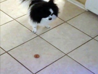 Dog Barks at Another Dog's Cookie