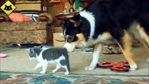 FUNNY VIDEOS_ Funny Cats - Funny Dogs - Dogs Love Kittens - Funny Animals - Funny Cat Videos