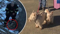 Scottish terrier menyelamatkan temannya sesama anjing dalam kisah nyata 'Lassie'