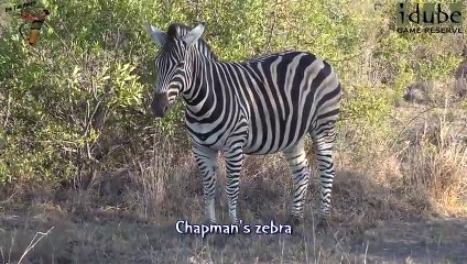 Idube Safari Highlights #378  07 - 11 November 2015 (Latest Sightings) (4K Video)