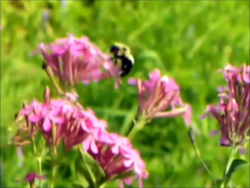 Raoul Duguay   Le Voyage