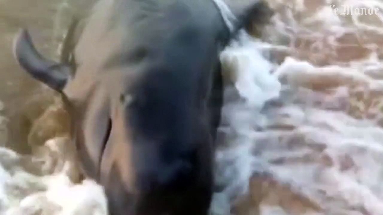 45 baleines retrouvées mortes sur une plage en Inde