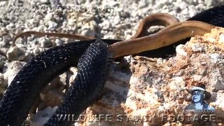 Indigo Snake Eats Rat Snake 01 Snake vs Snake
