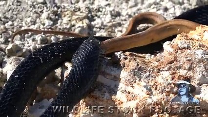Indigo Snake Eats Rat Snake 01 Snake vs Snake